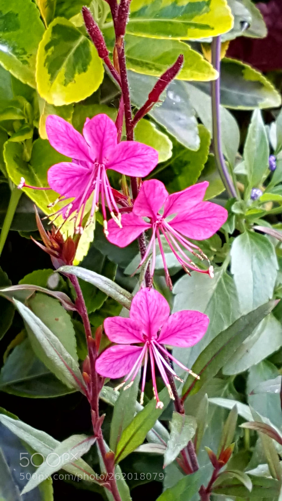 Samsung Galaxy S6 sample photo. Pink flowers photography