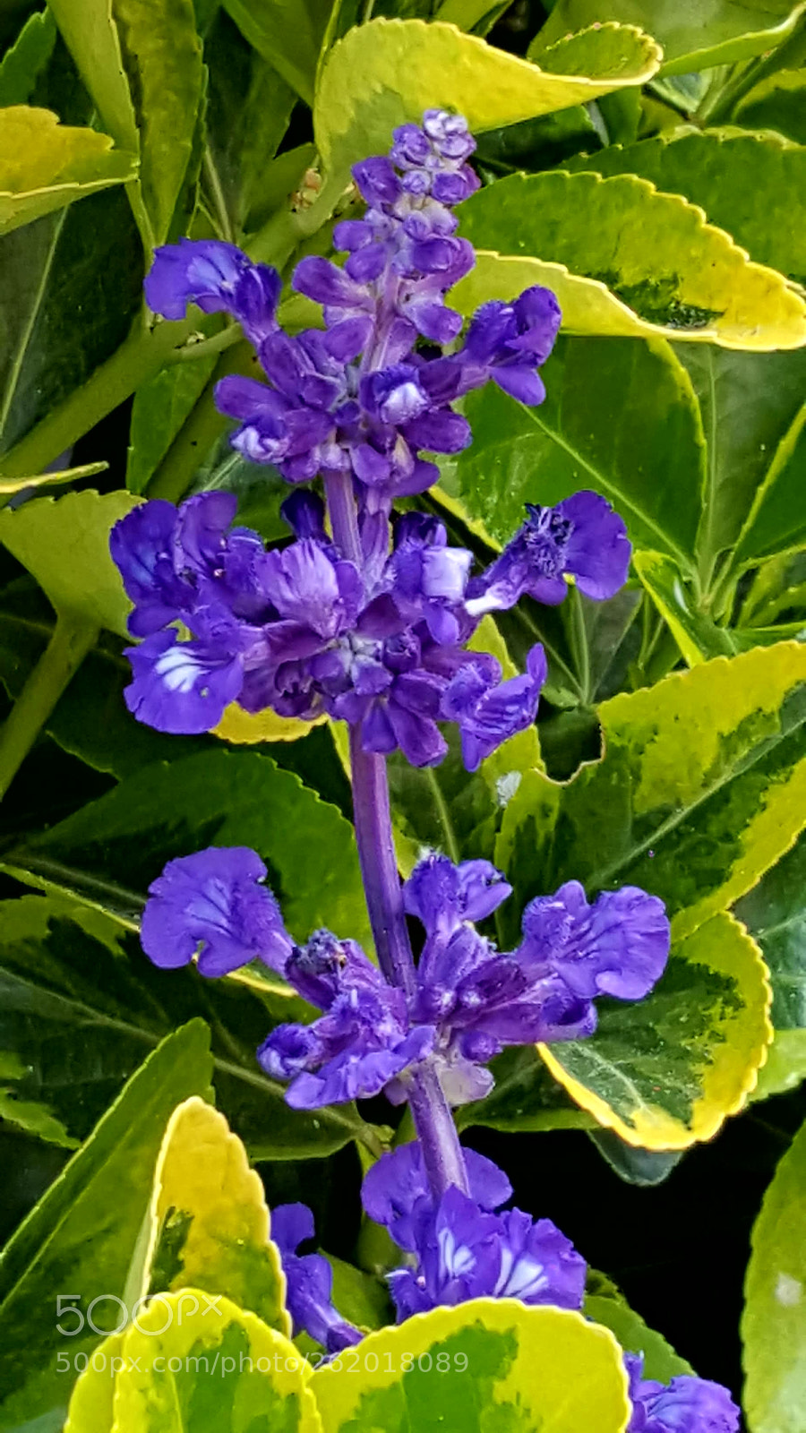 Samsung Galaxy S6 sample photo. Purple flowers photography