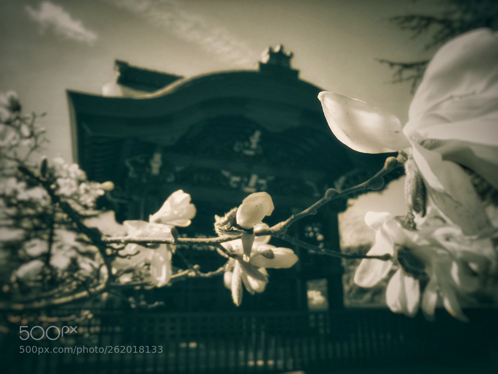 HUAWEI P9 Plus sample photo. Magnolia tree photography