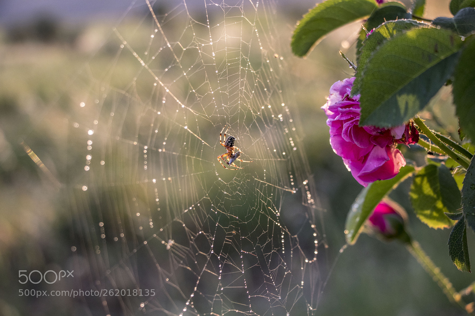 Canon EOS 77D (EOS 9000D / EOS 770D) sample photo. Spider and rose photography