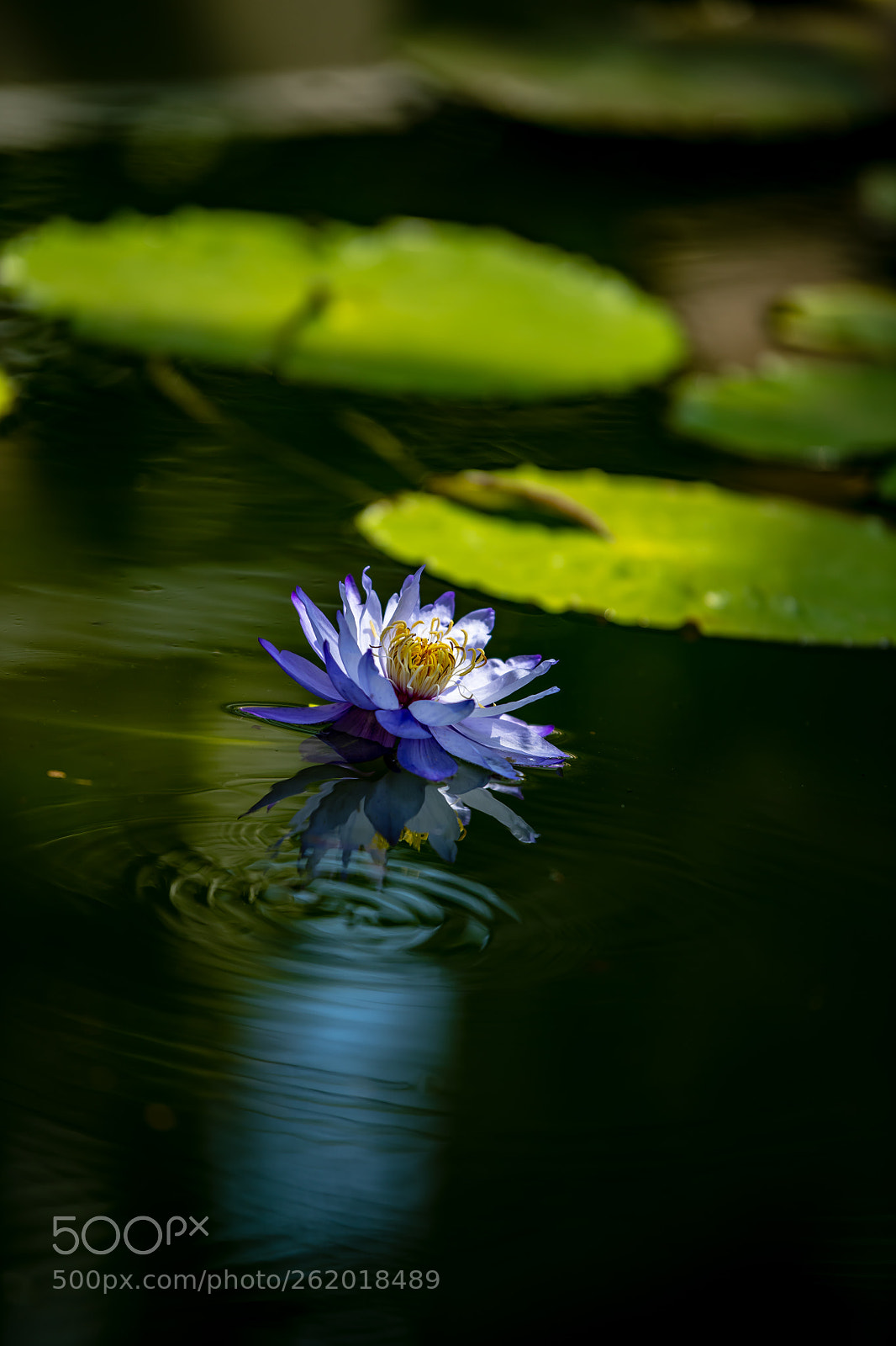 Nikon D850 sample photo. Water lily photography