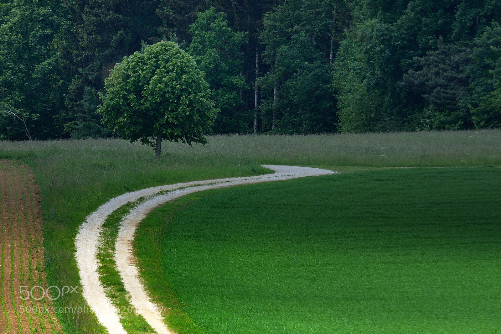 Nikon D7000 sample photo. Field photography