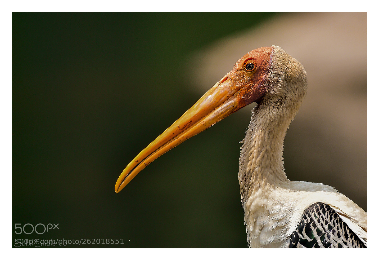 Nikon D500 sample photo. Painted stork photography