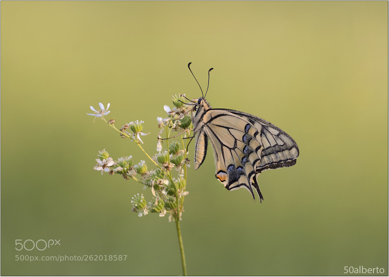 Nikon D610 sample photo. Papilio machaon photography