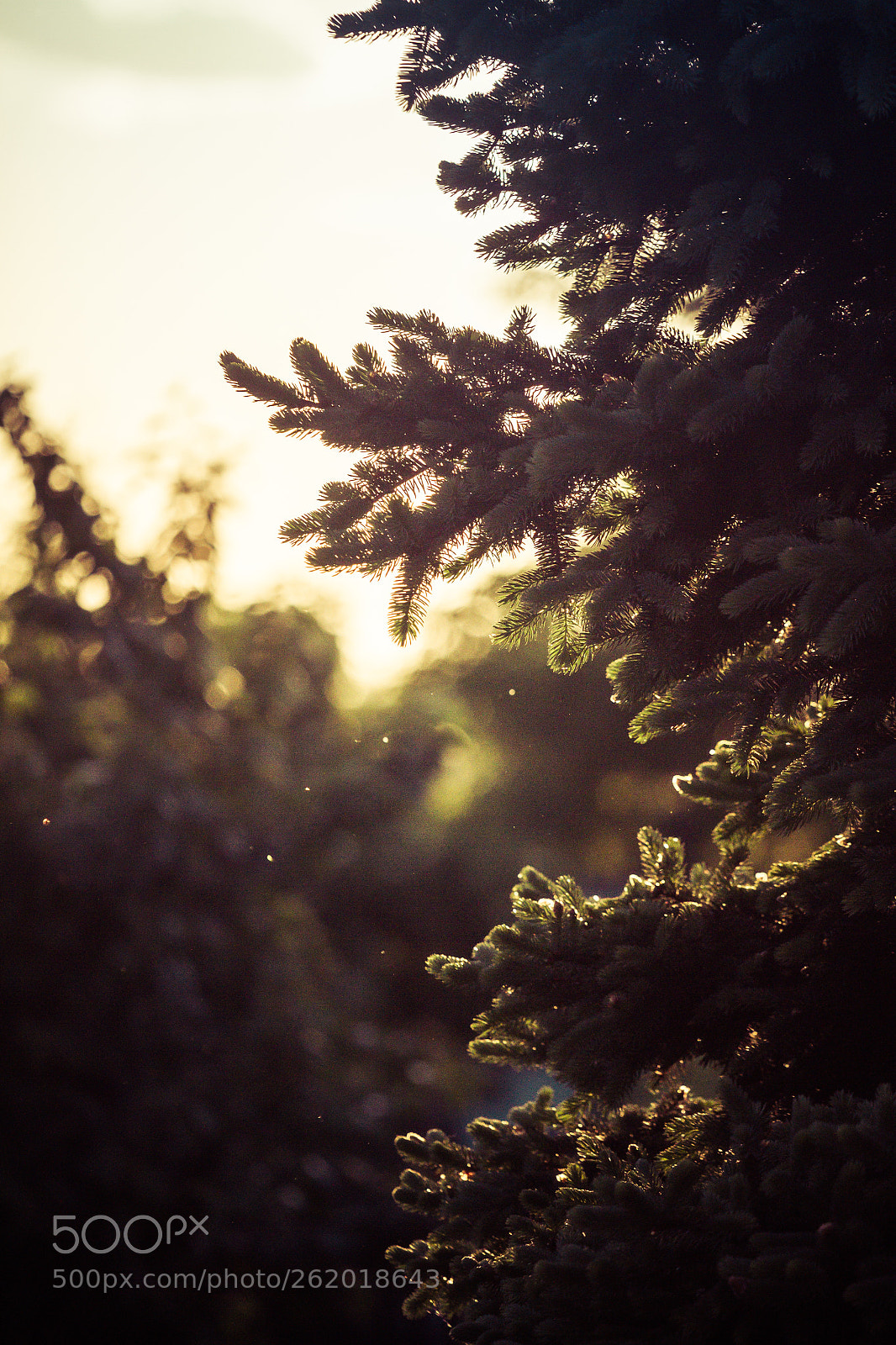 Canon EOS 7D sample photo. Bokeh everywhere photography