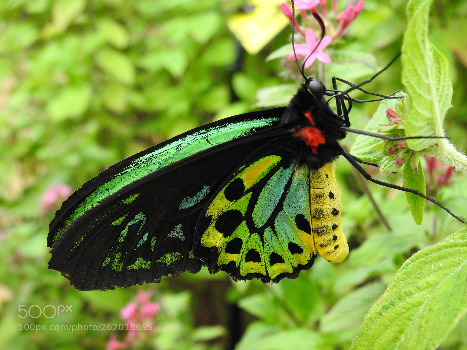 Nikon Coolpix P900 sample photo. Cairns birdwing under side photography