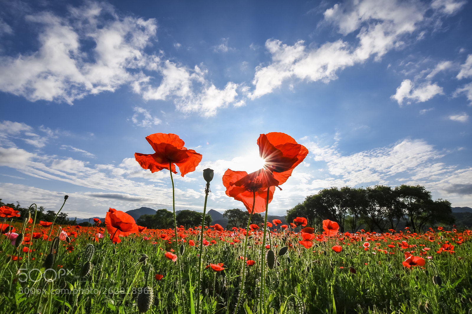 Nikon D5 sample photo. Flowers ' poppy photography