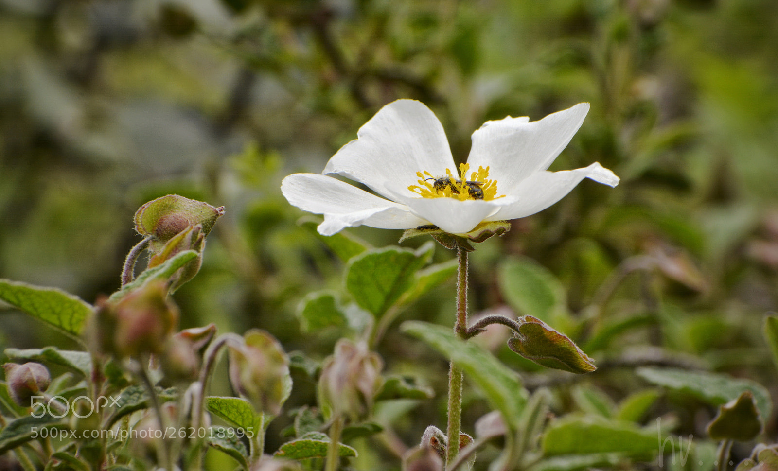 Nikon D7100 sample photo. Little life photography