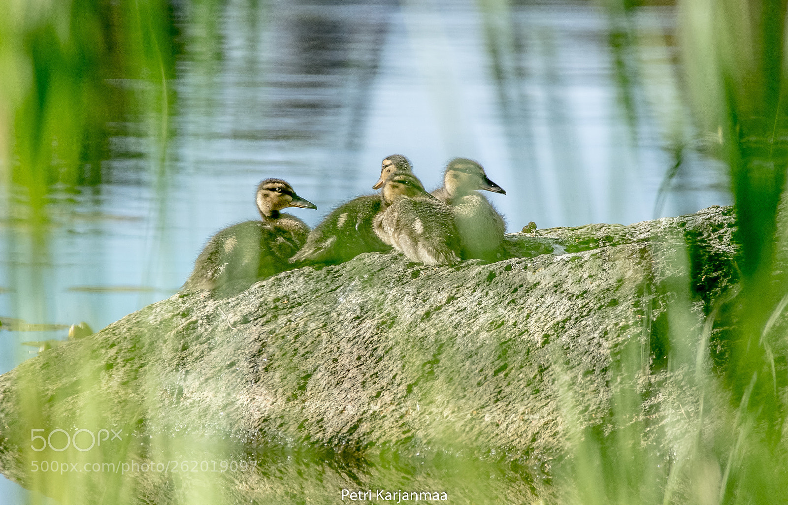 Canon EOS 7D Mark II sample photo. In the hide of photography