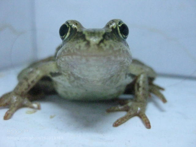 Canon PowerShot SD1100 IS (Digital IXUS 80 IS / IXY Digital 20 IS) sample photo. Frog photography