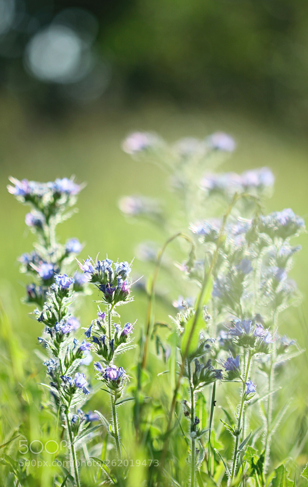 Canon EOS 600D (Rebel EOS T3i / EOS Kiss X5) sample photo. Summer heat photography