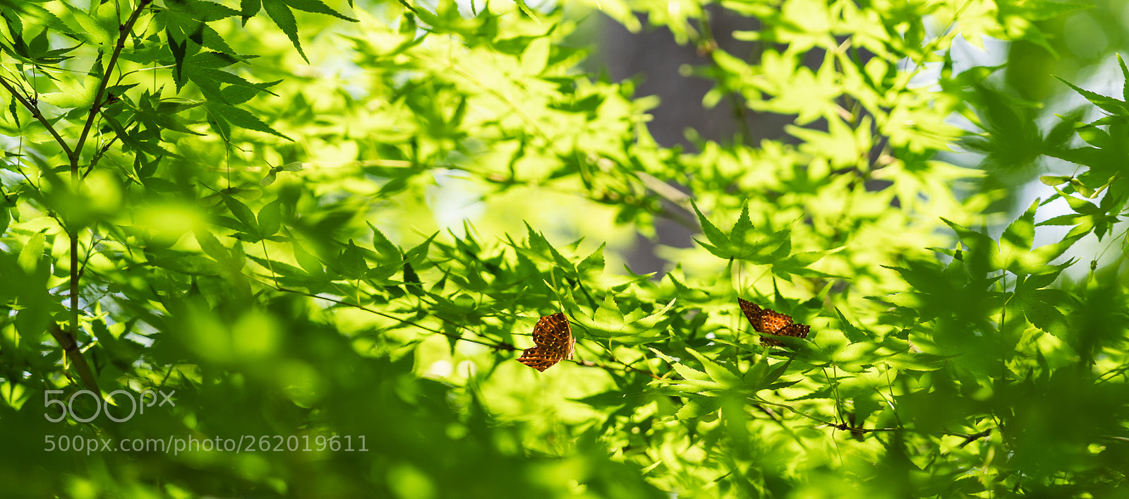 Sony a7 III sample photo. Couple photography