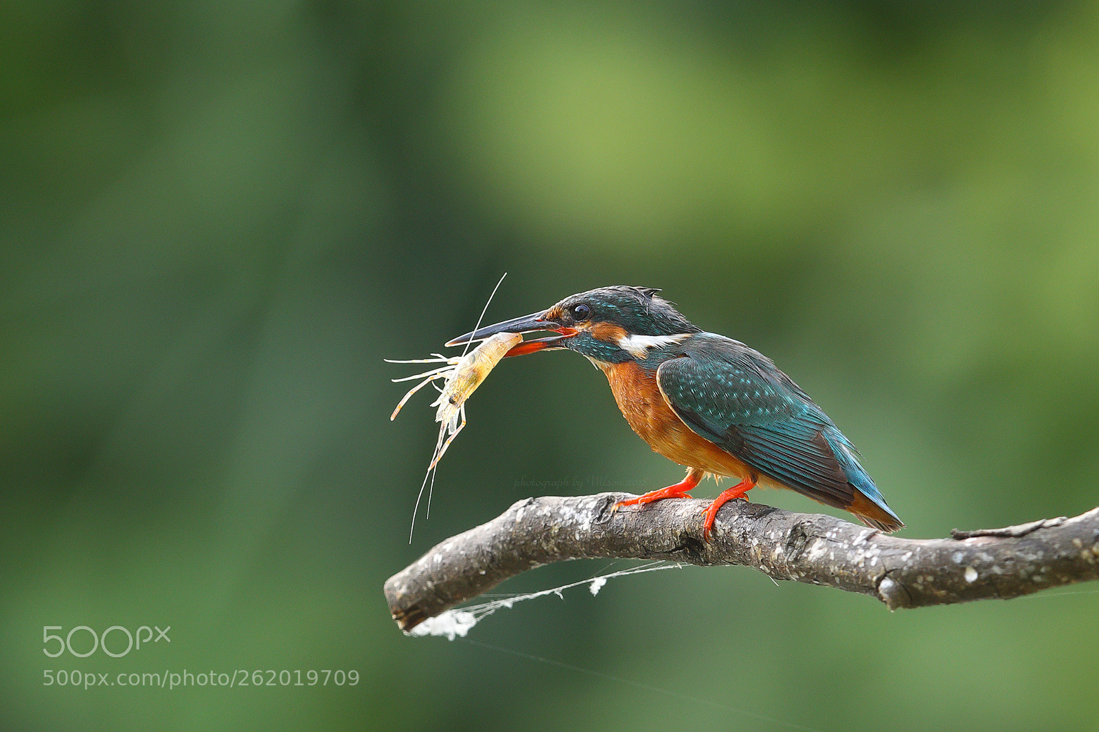 Canon EOS-1D X Mark II sample photo. Alcedo atthis photography