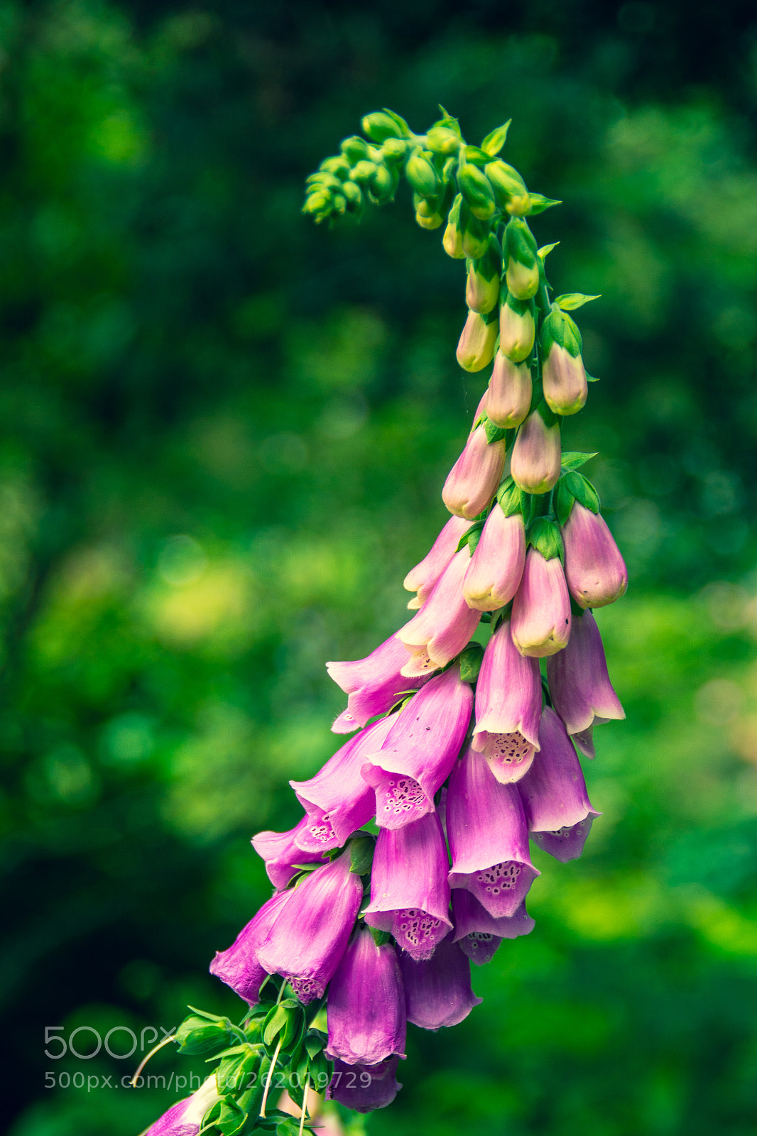Nikon D7100 sample photo. Arboretum kalmthout photography