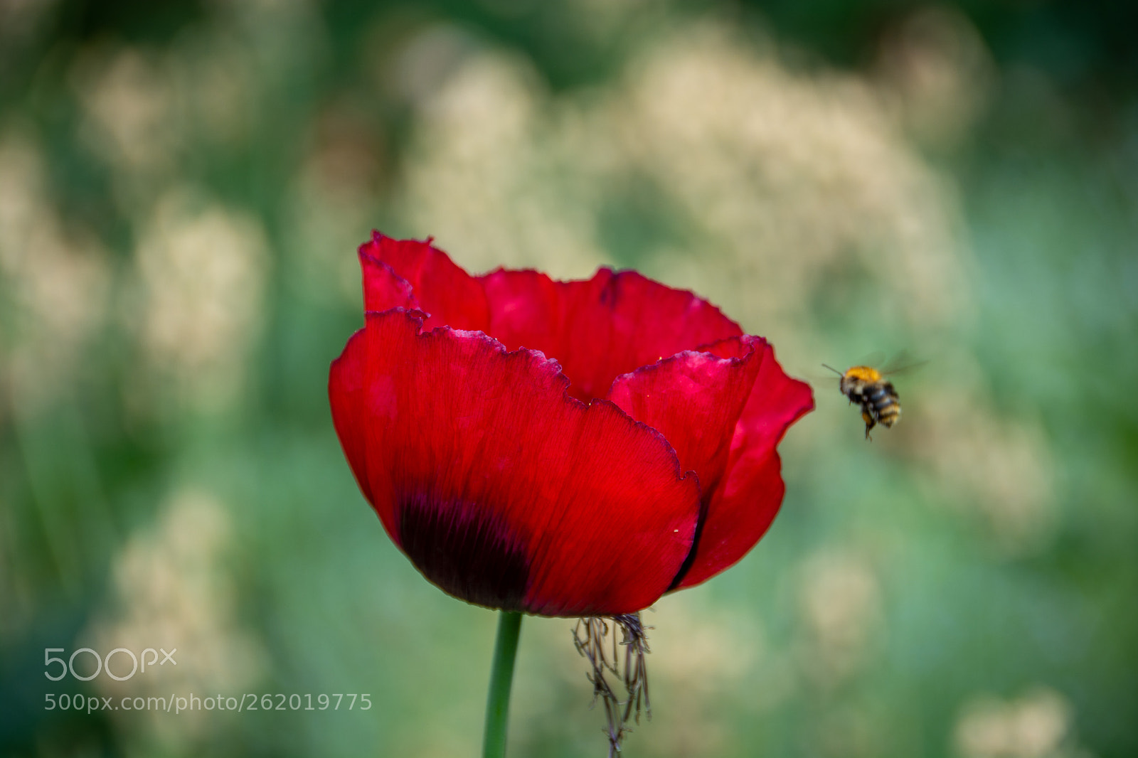 Nikon D7100 sample photo. Arboretum kalmthout photography