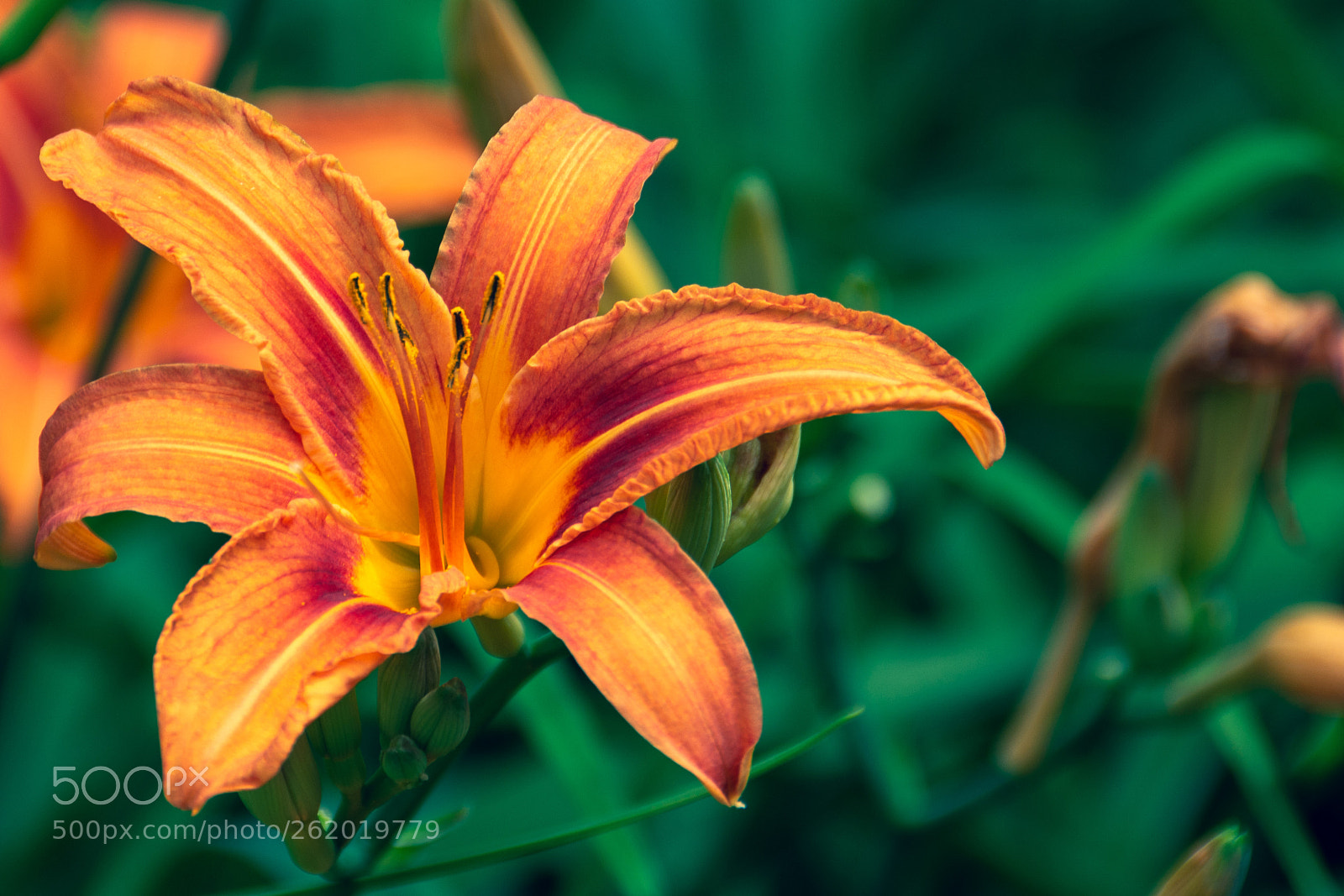 Nikon D7100 sample photo. Arboretum kalmthout photography