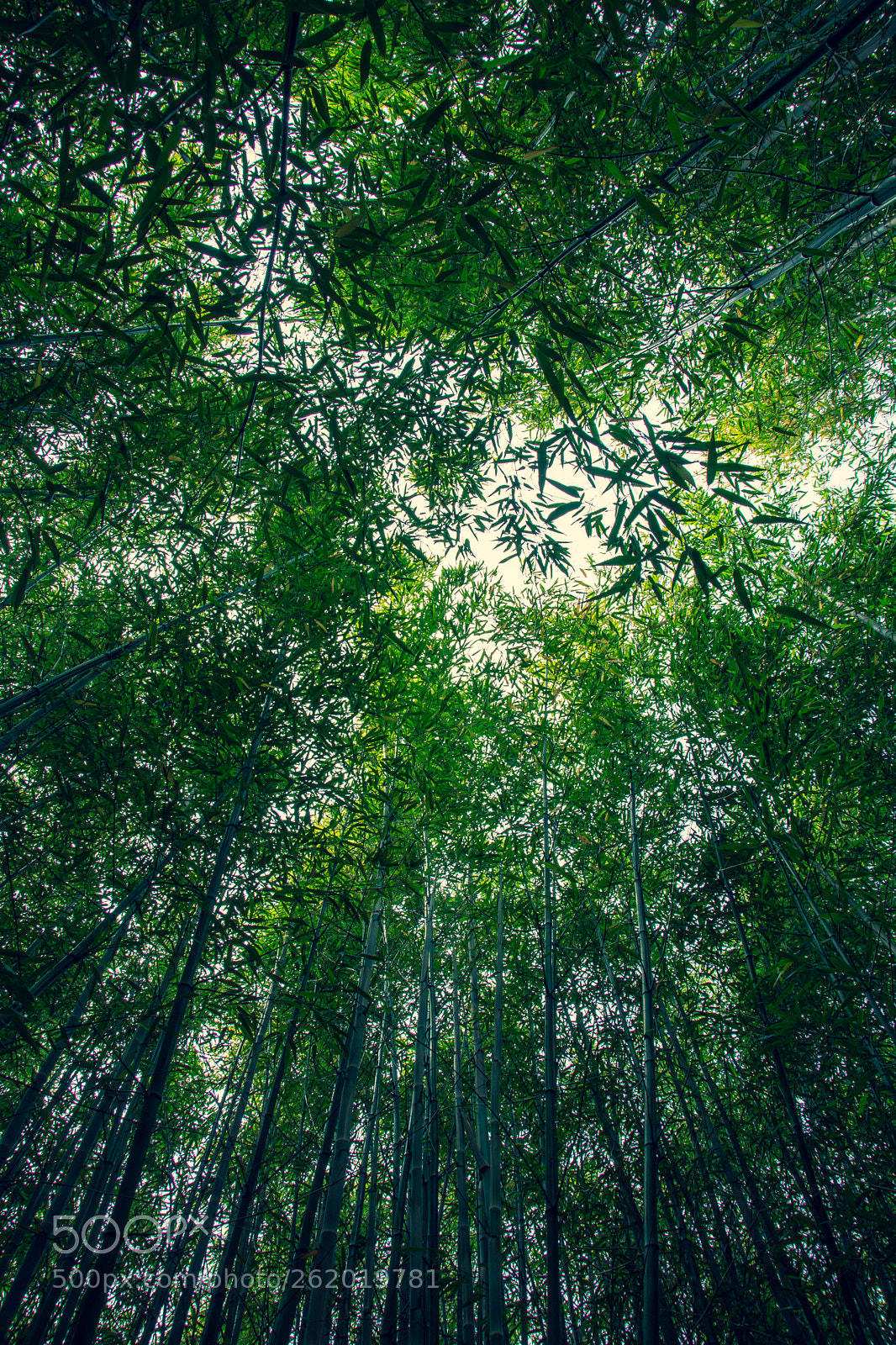 Nikon D7100 sample photo. Arboretum kalmthout photography