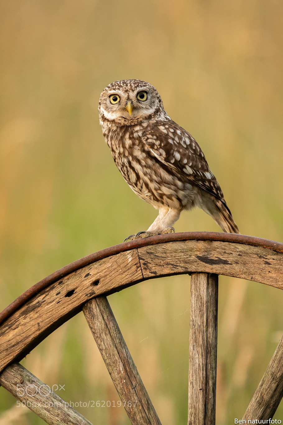 Nikon D500 sample photo. Little owl photography