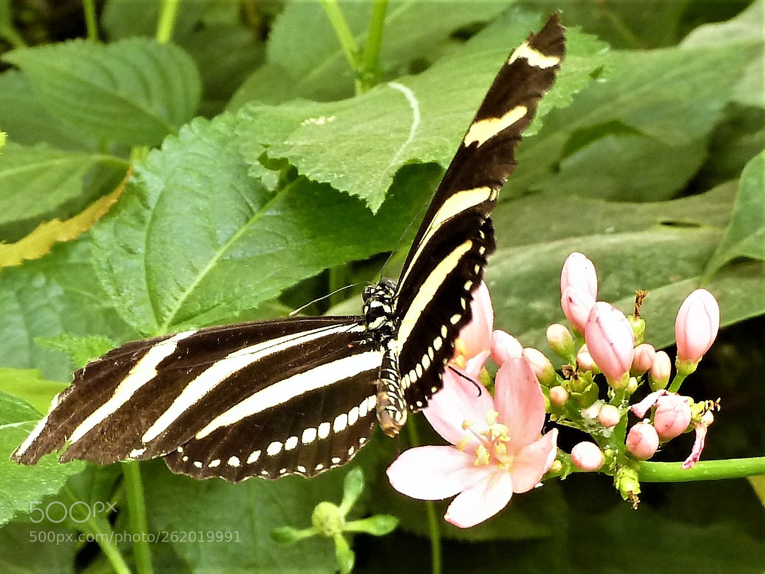 Panasonic Lumix DMC-ZS5 (Lumix DMC-TZ8) sample photo. Er hat ruhig gehalten:))) photography