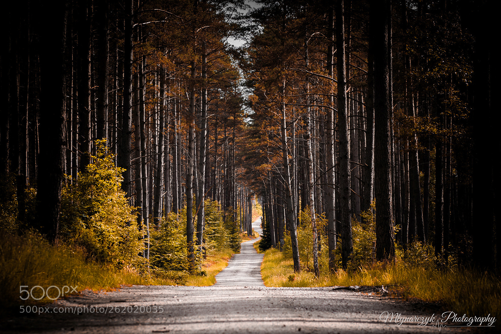Canon EOS 5D Mark IV sample photo. Warmia forest photography