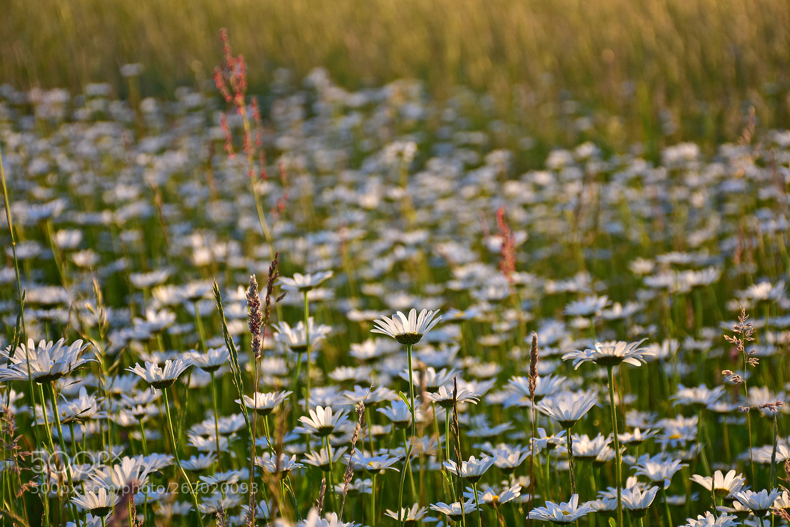 Nikon D7200 sample photo. Summerwind photography