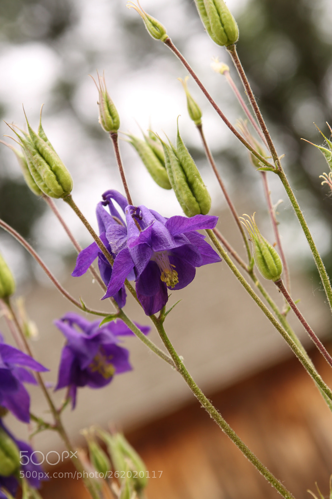Canon EOS 50D sample photo. Pick your chin up photography