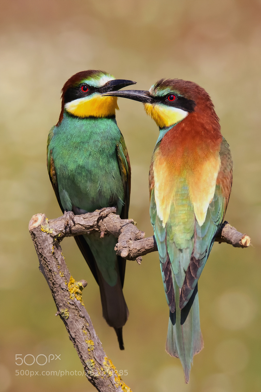 Nikon D7200 sample photo. Gruccione - bee eater photography