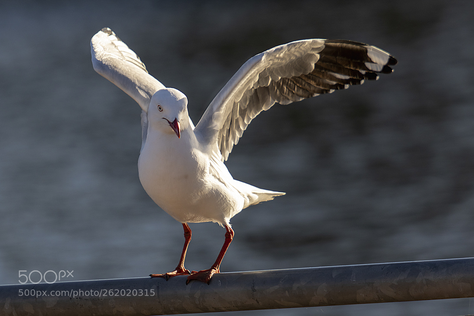 Canon EOS 7D Mark II sample photo. Silver gull photography