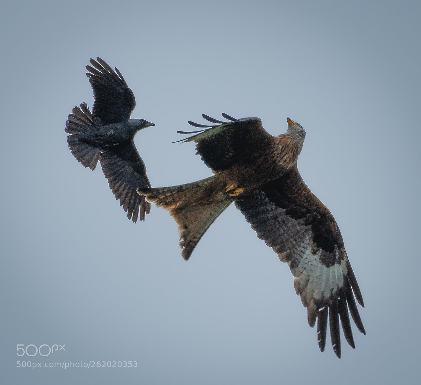 Nikon D850 sample photo. When crows attack photography