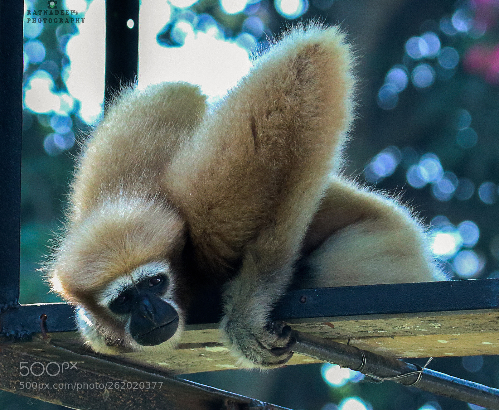 Canon EOS 750D (EOS Rebel T6i / EOS Kiss X8i) sample photo. Hoolock gibbon male photography
