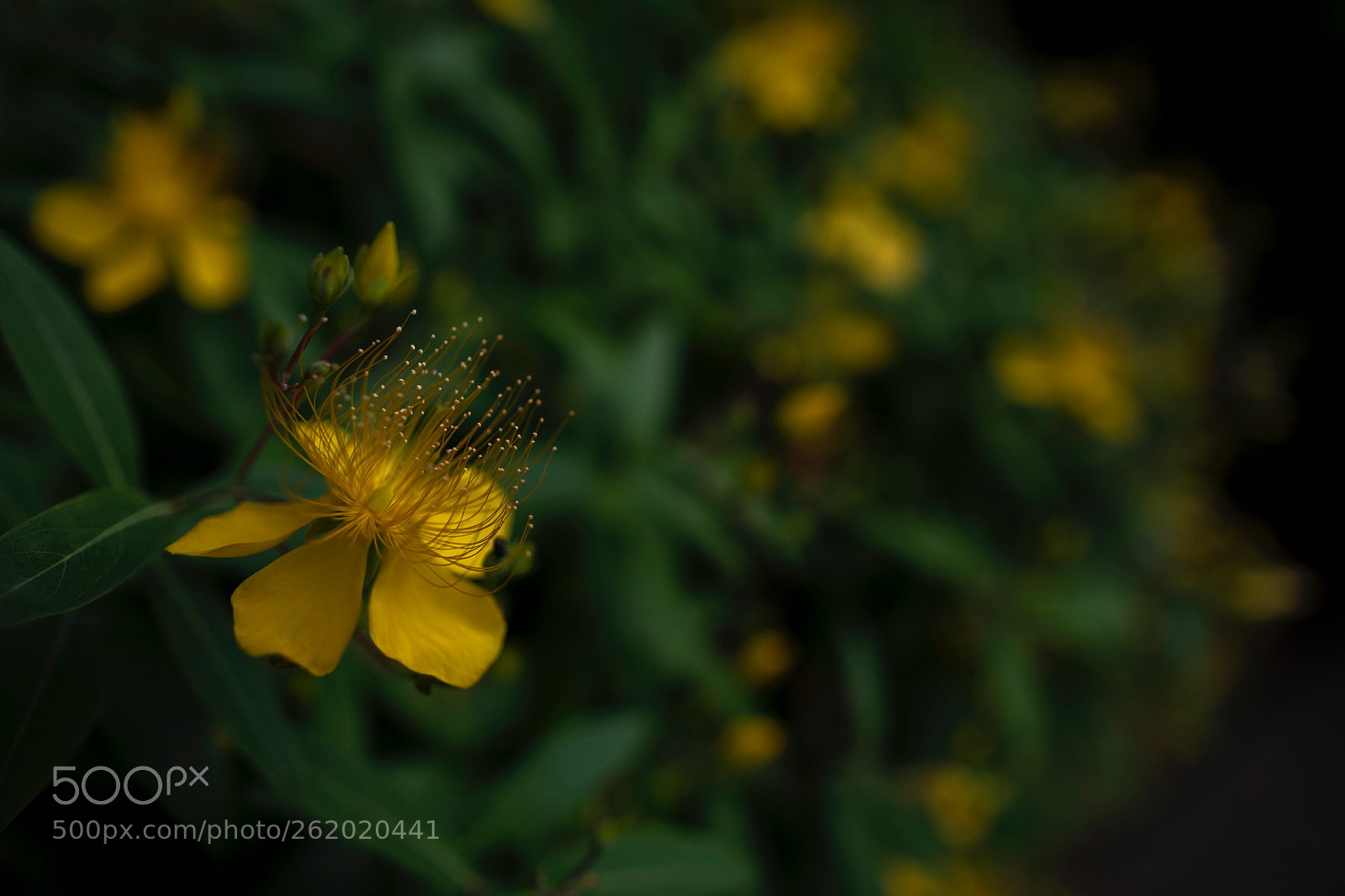 Canon EOS 5D Mark IV sample photo. Hypericum monogynum photography