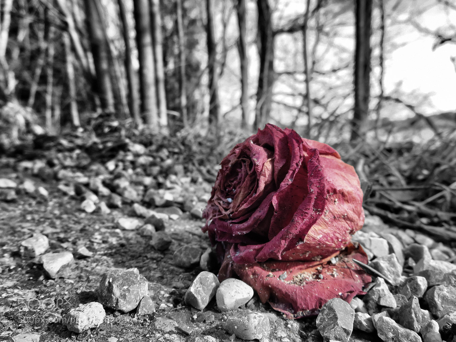 Canon PowerShot SX720 HS sample photo. Rose at decay. photography