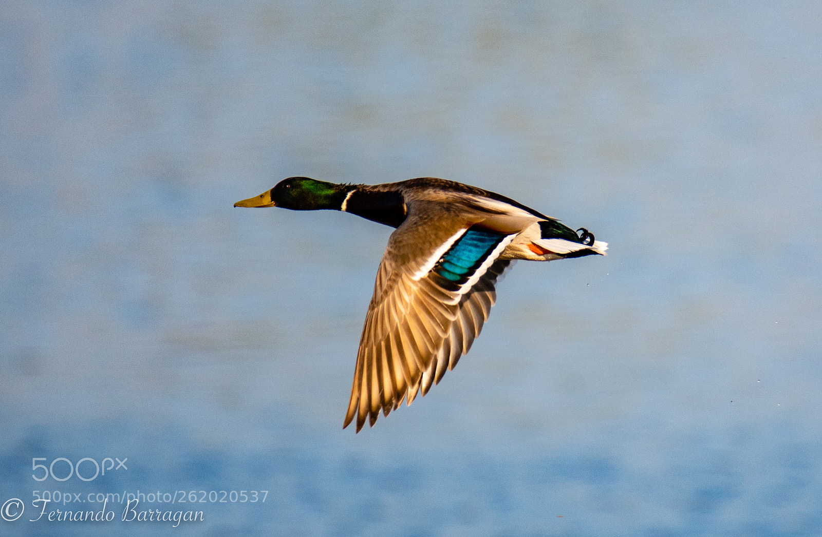 Nikon D500 sample photo. Pato volando photography
