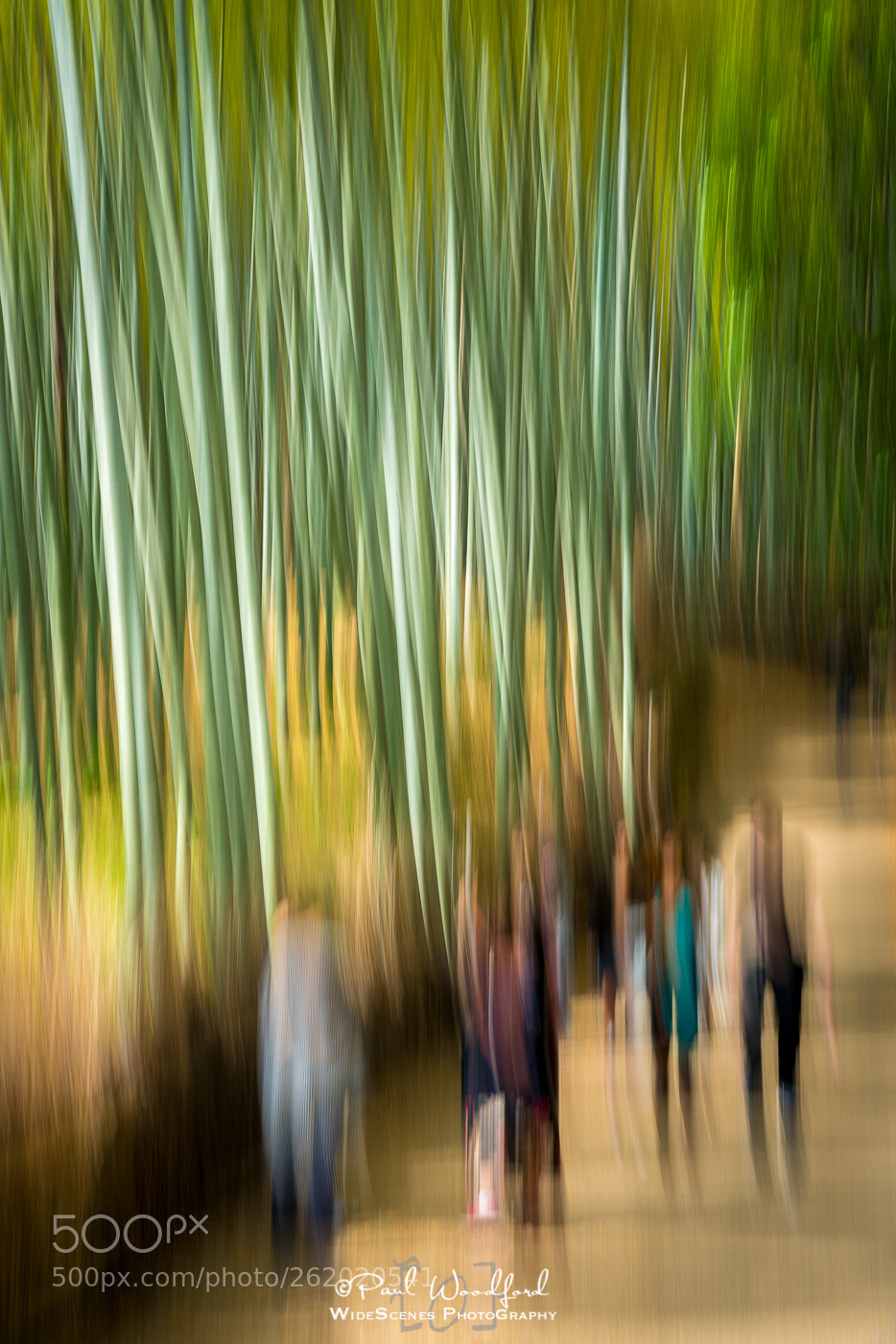 Sony a7R II sample photo. Arashiyama bamboo grove abstract photography