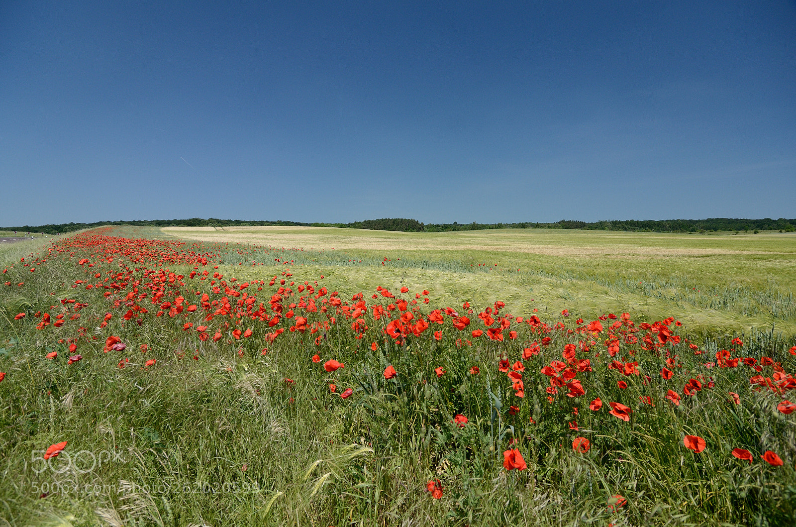 Nikon D7000 sample photo. Colors of the summer photography