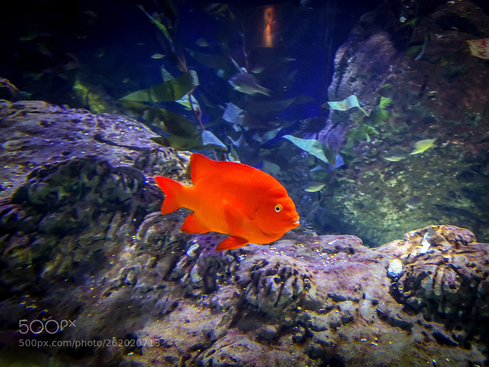 HUAWEI Mate 10 Pro sample photo. Colorful fish photography