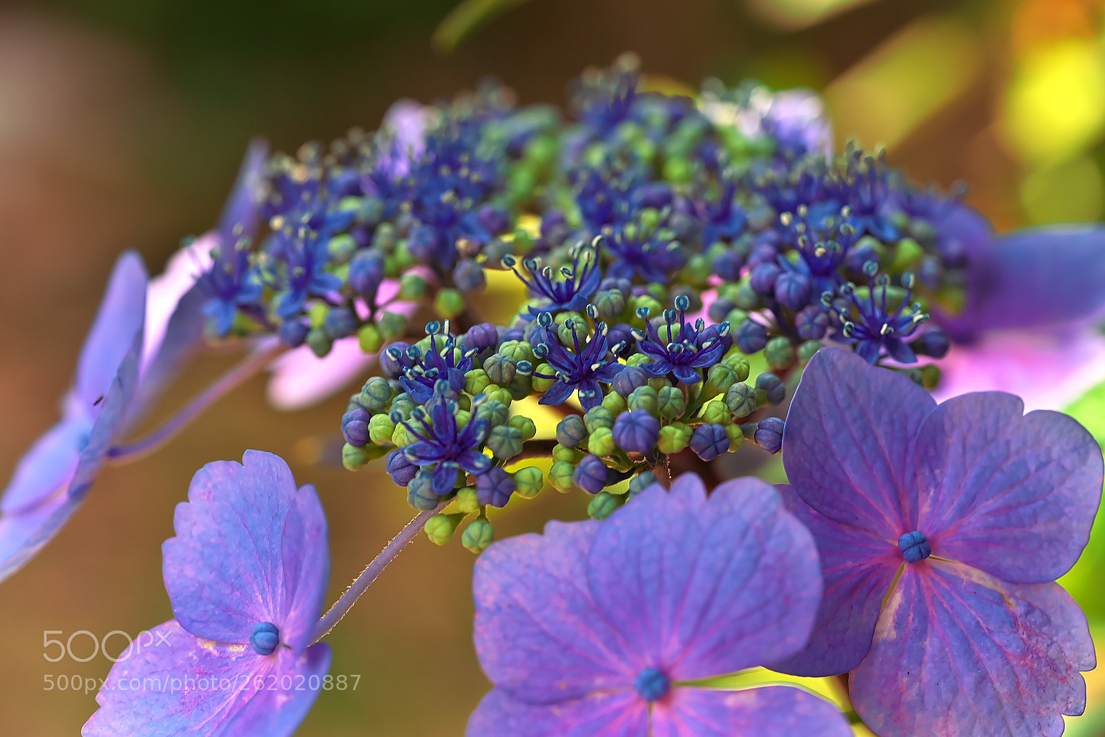 Sony a7R sample photo. 愕 hydrangea photography