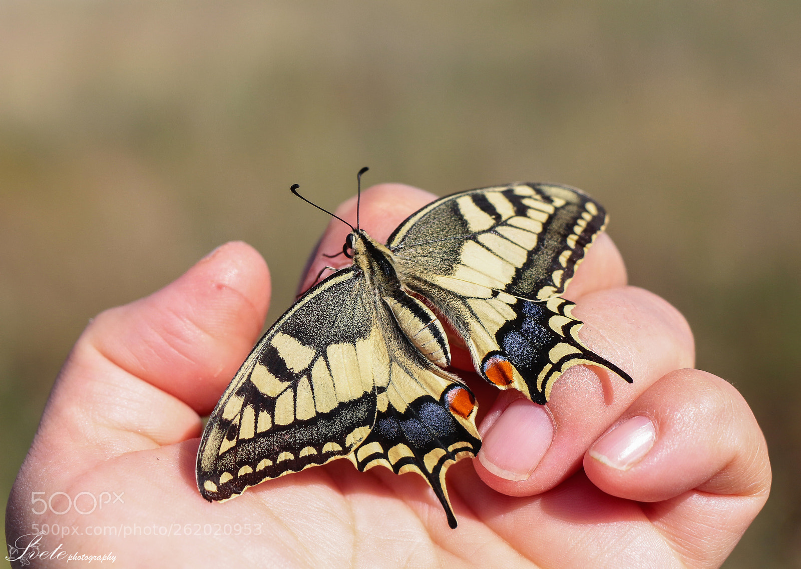 Canon EOS 700D (EOS Rebel T5i / EOS Kiss X7i) sample photo. Swallowtail butterfly on my photography