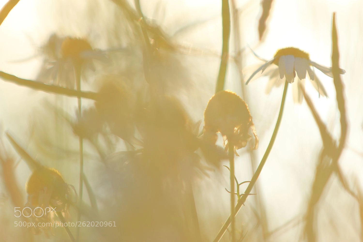 Canon EOS 70D sample photo. Summer breeze - no. 2 photography