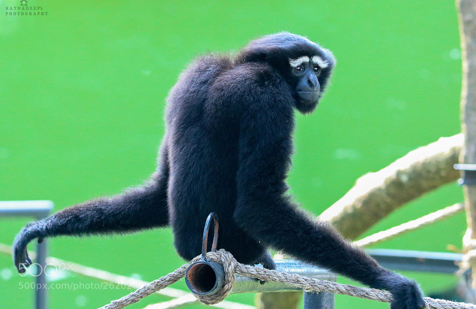 Canon EOS 750D (EOS Rebel T6i / EOS Kiss X8i) sample photo. Hoolock gibbon male photography