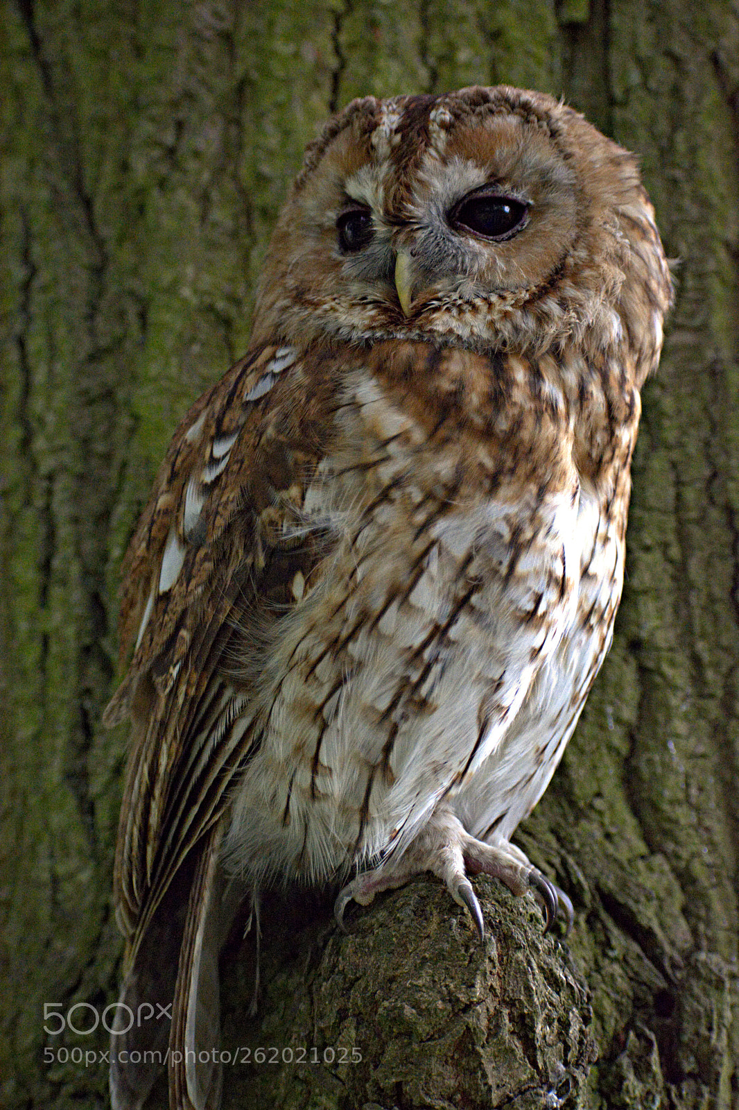 Nikon D7100 sample photo. Tawny owl photography