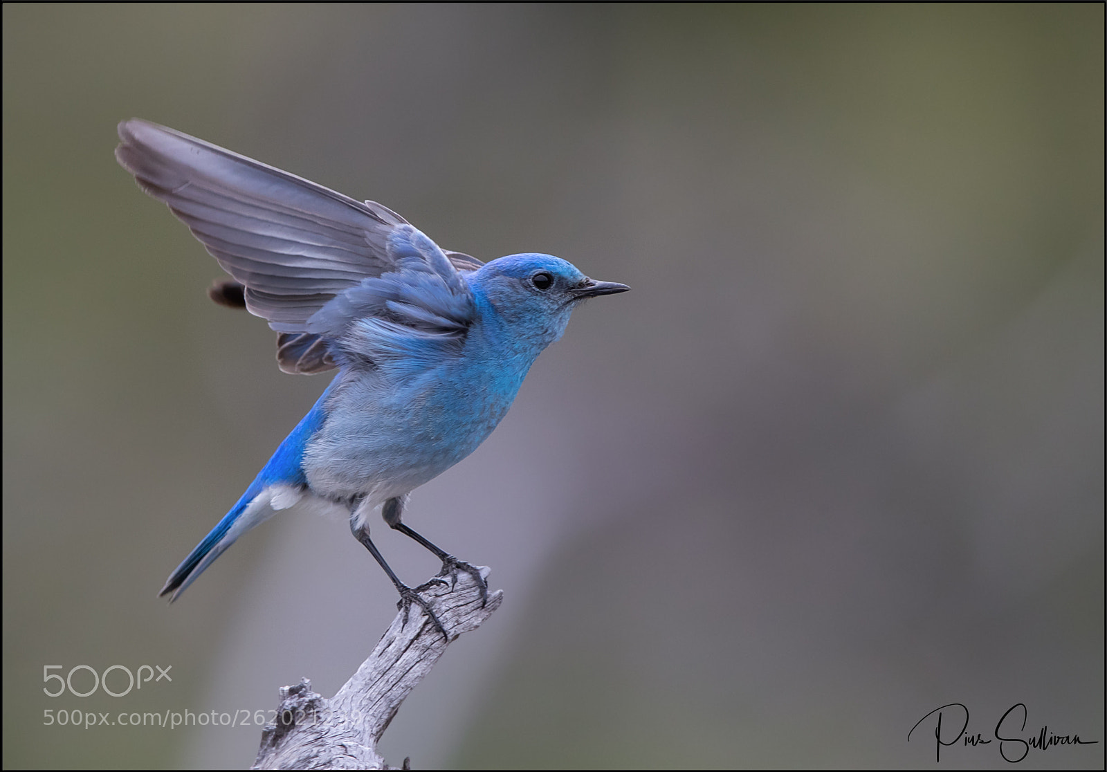 Canon EOS-1D X Mark II sample photo. Mountain bluebird photography