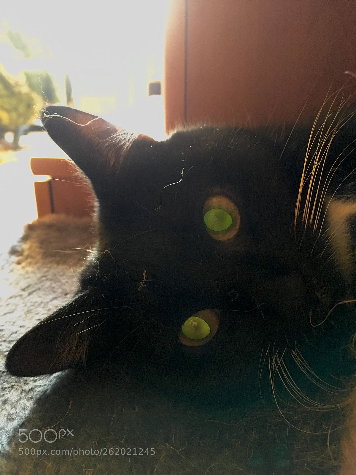 Apple iPhone SE sample photo. Cat in the sun photography