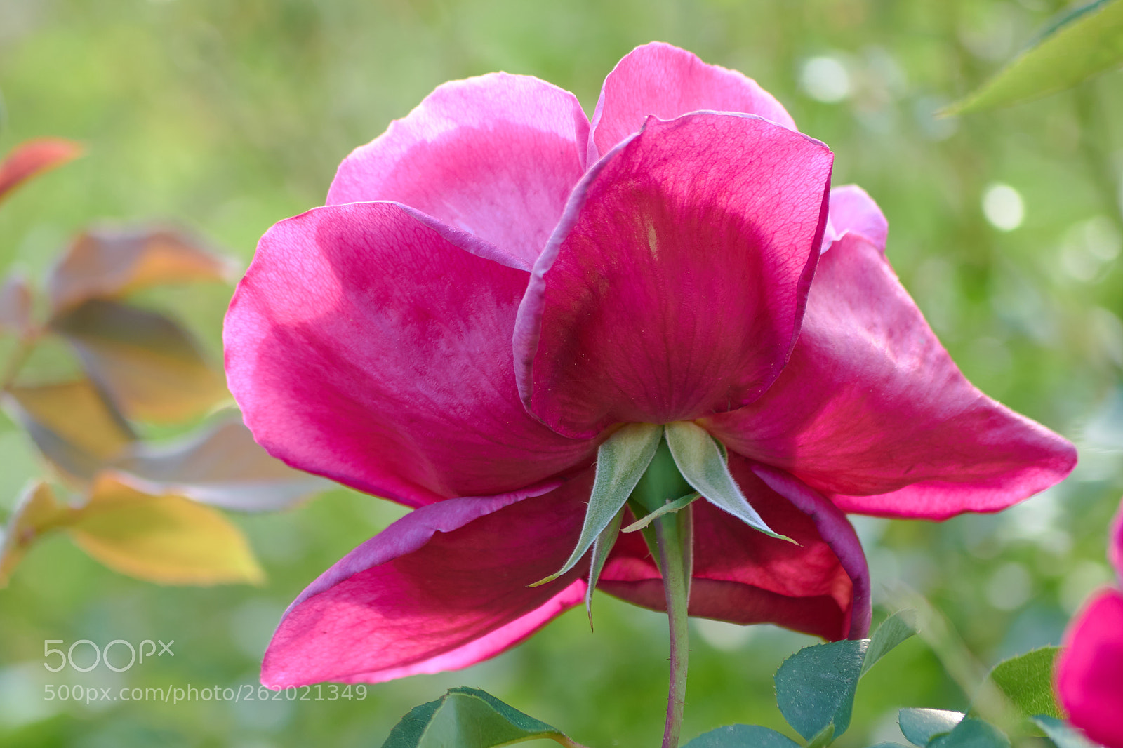 Sony a7 sample photo. Rose photography