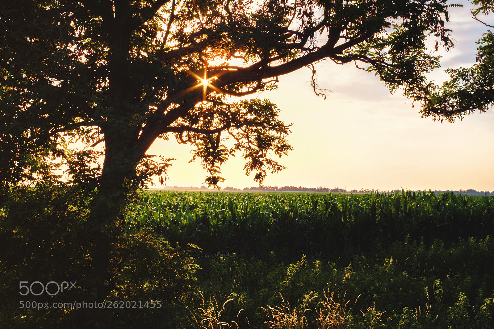 Fujifilm X-Pro1 sample photo. Summer at the cornfield photography