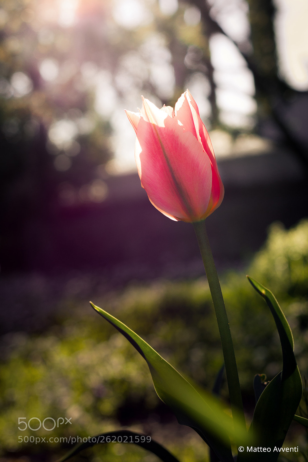 Canon EOS 70D sample photo. Sun-kissed photography