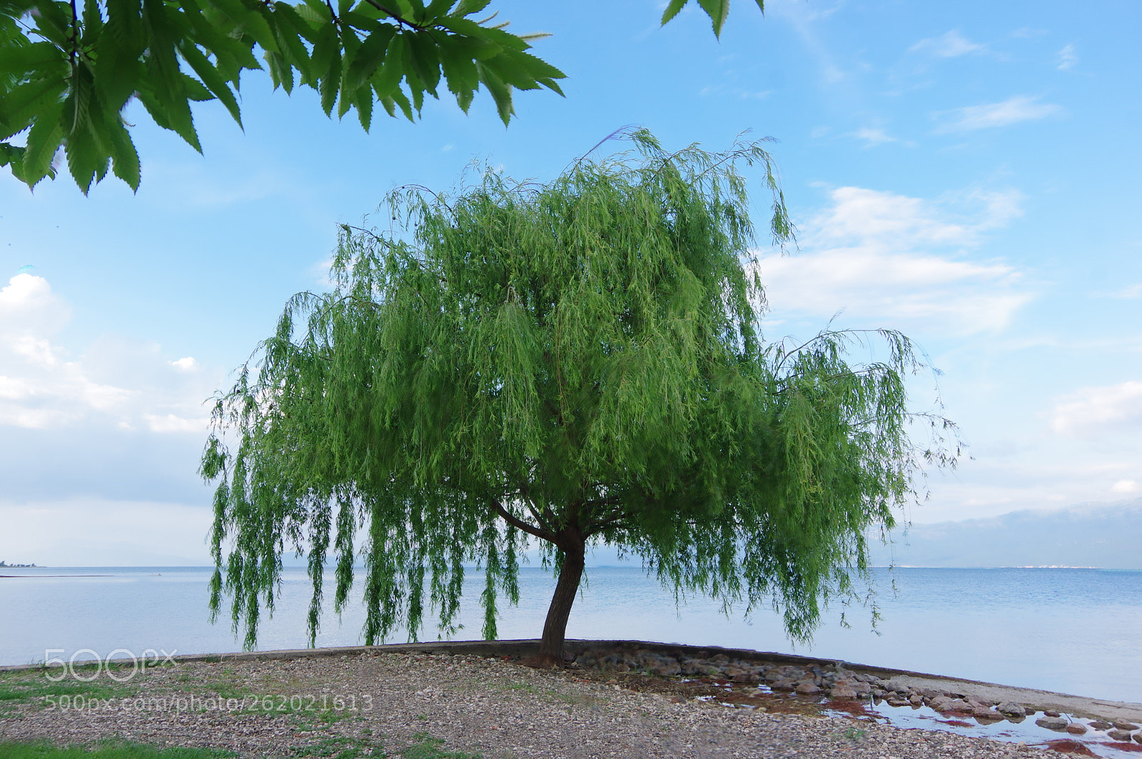 Pentax K-3 II sample photo. Tree photography