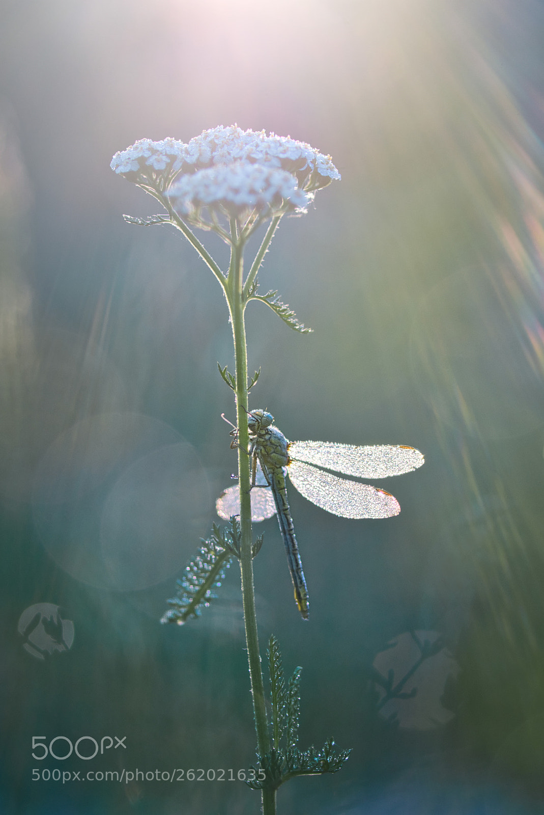 Pentax K-5 sample photo. Under the sun photography