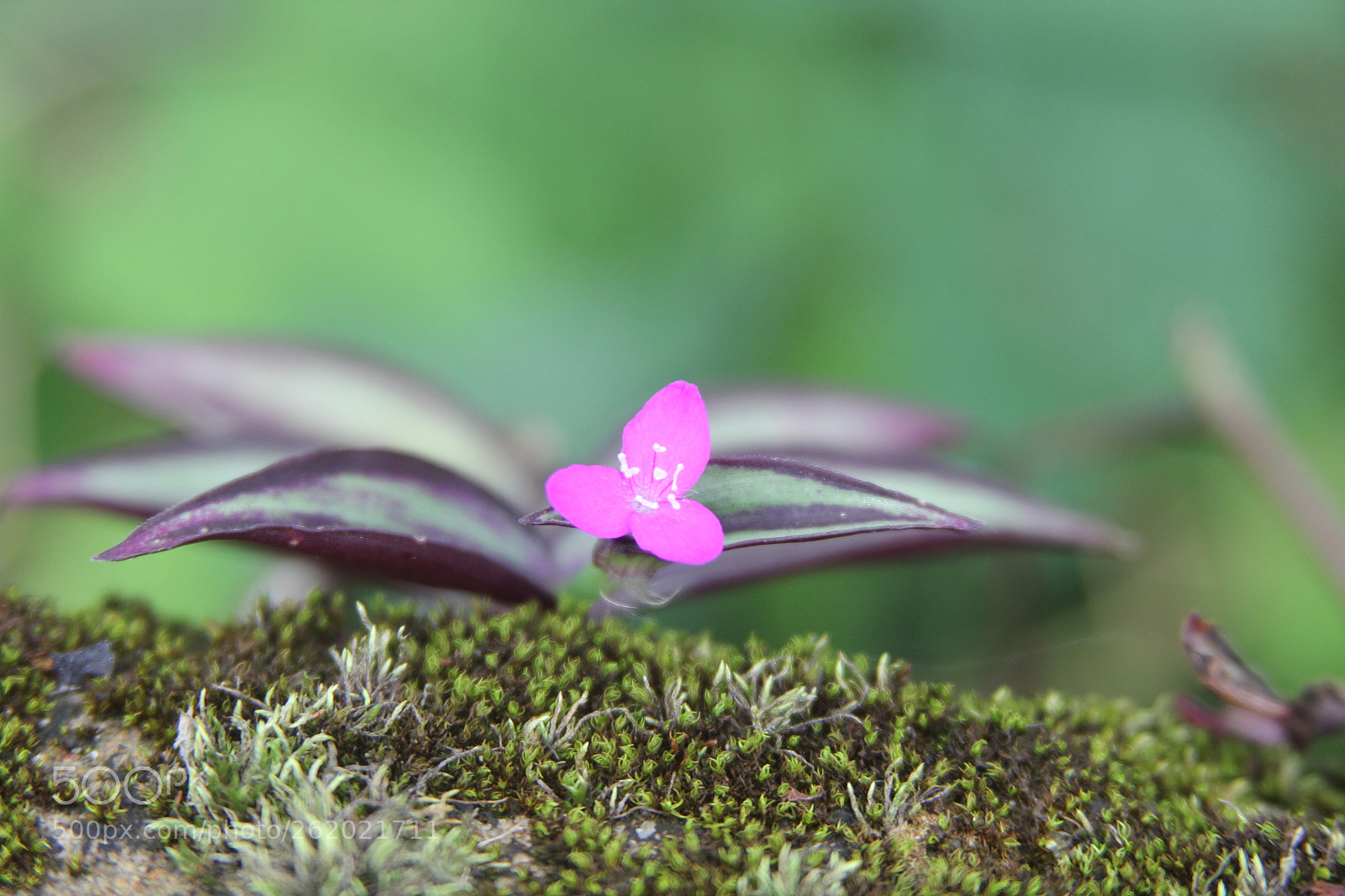 Canon EF 28-135mm F3.5-5.6 IS USM sample photo. Img photography
