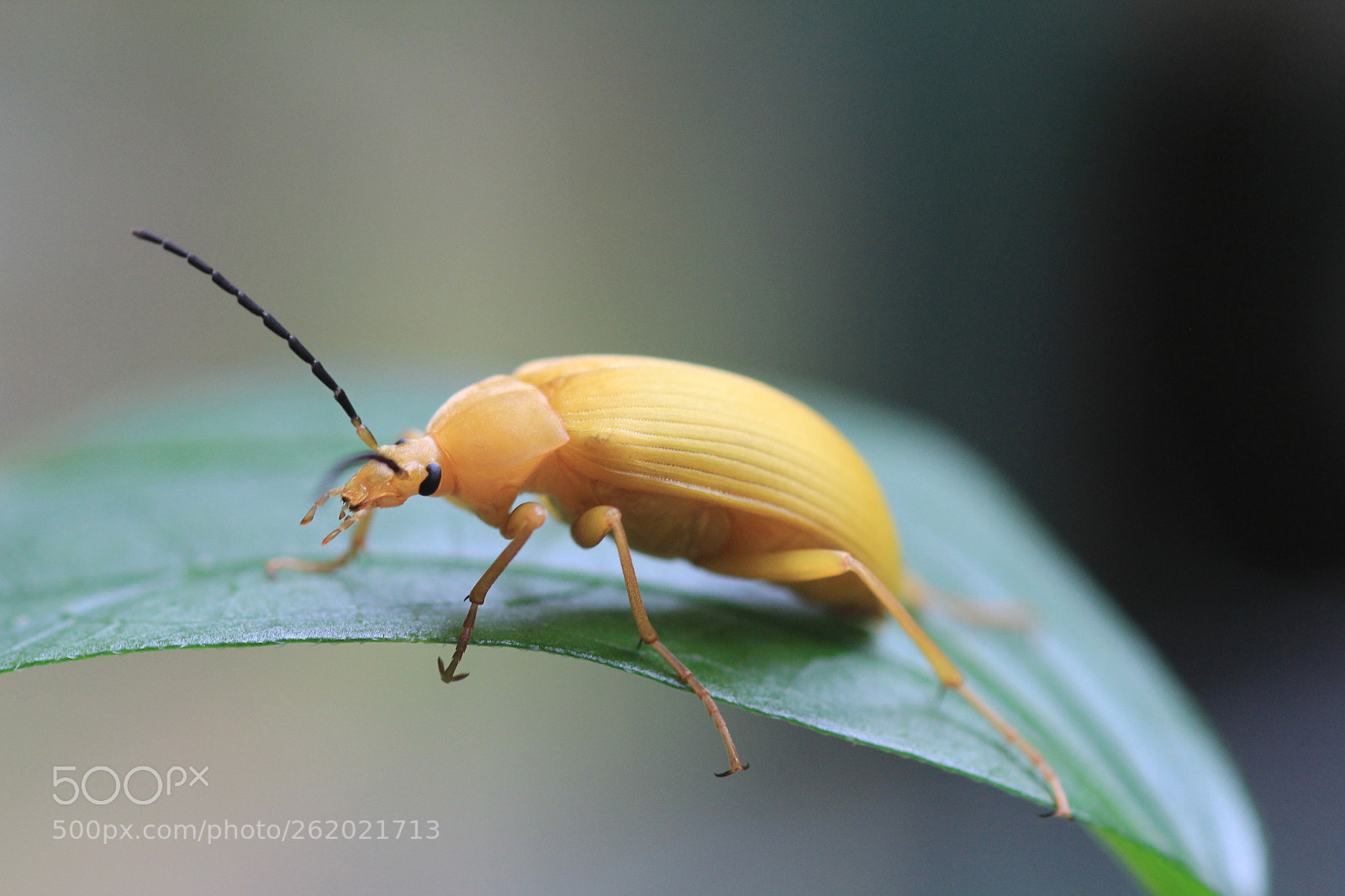 Canon EOS 60D + Canon EF 100mm F2.8 Macro USM sample photo. Img photography